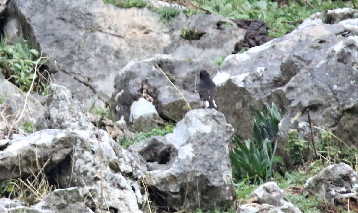 Black Wheatear - ML294367001