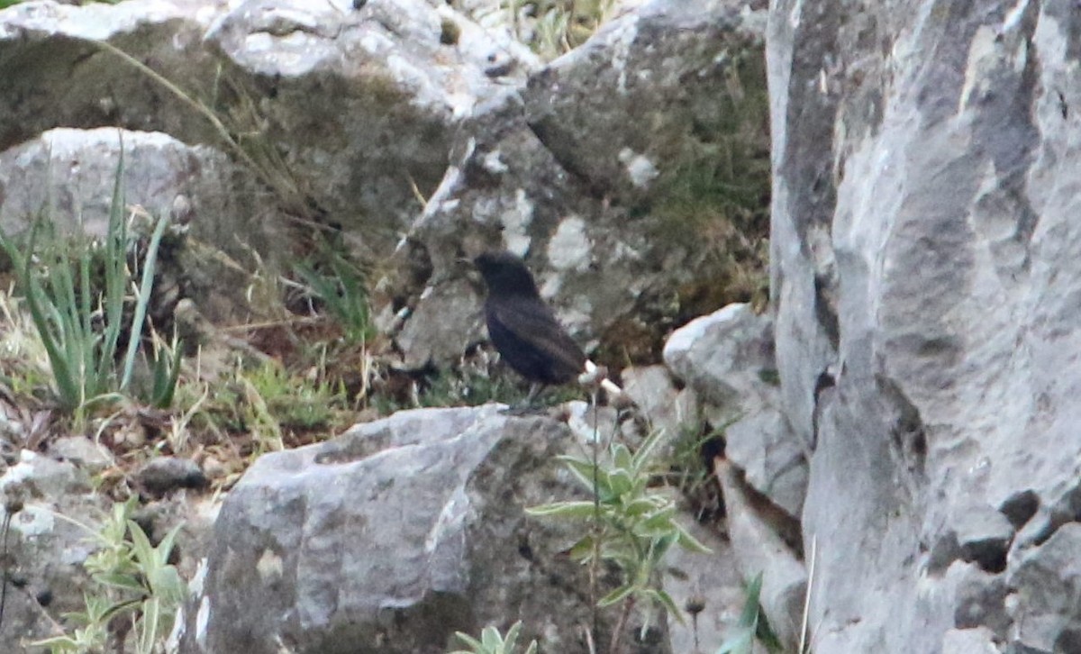 Black Wheatear - ML294367041