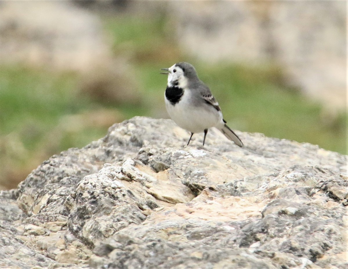 White Wagtail - ML294367311