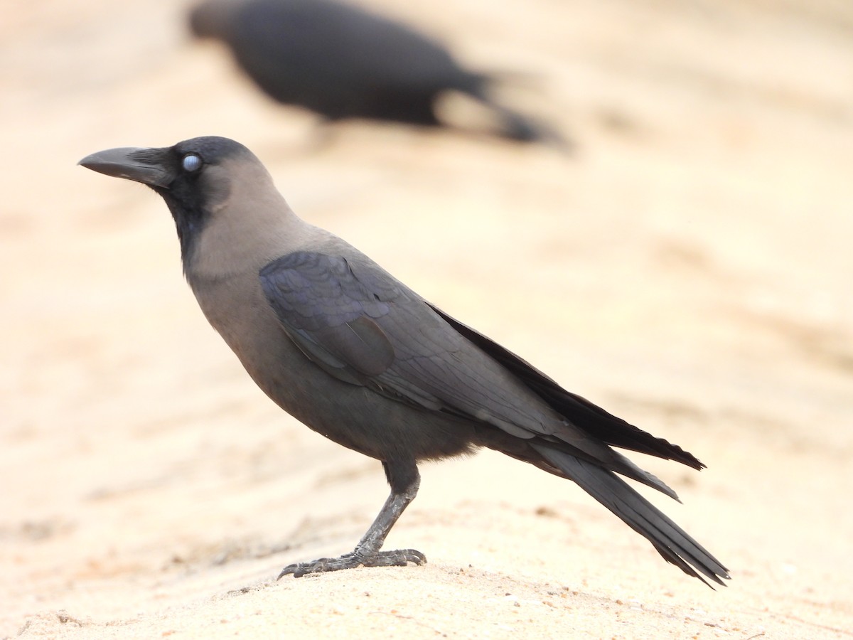 House Crow - SRINILA MAHESH K T