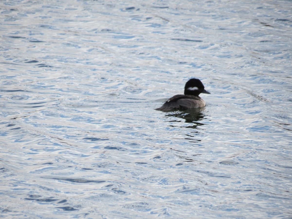 Bufflehead - ML294373561