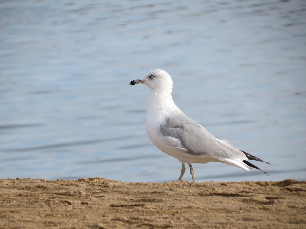 Ring-billed Gull - ML294374491