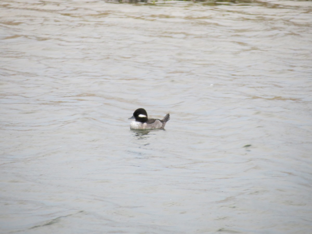 Bufflehead - ML294375901