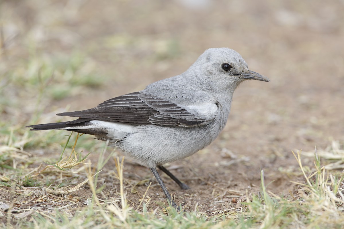 Mountain Wheatear - Marco Valentini