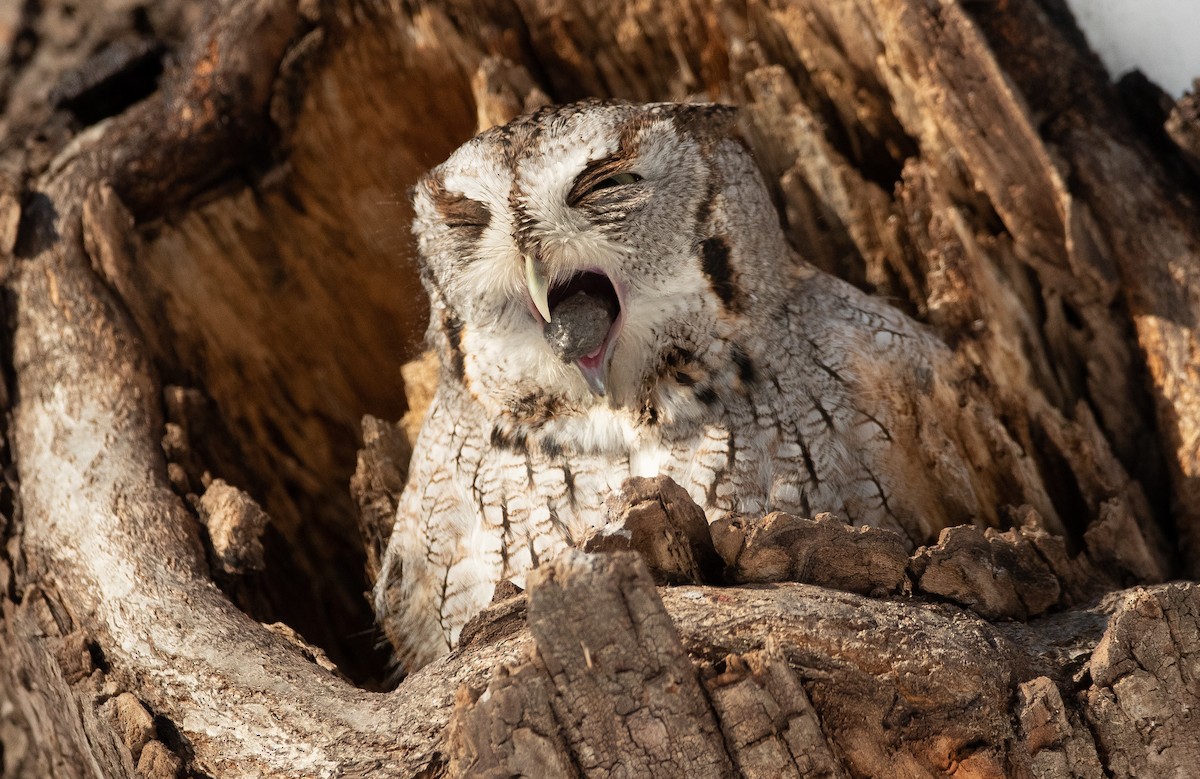 Eastern Screech-Owl - ML294377181