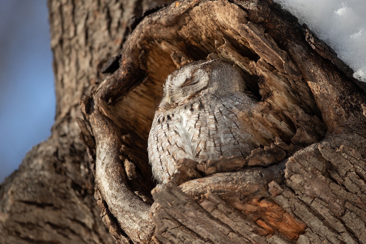 Eastern Screech-Owl - ML294377271