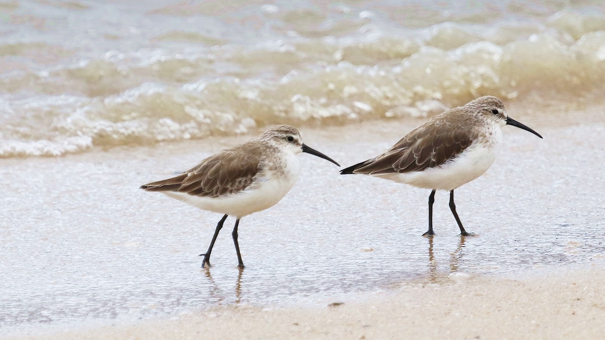 Curlew Sandpiper - ML294377431