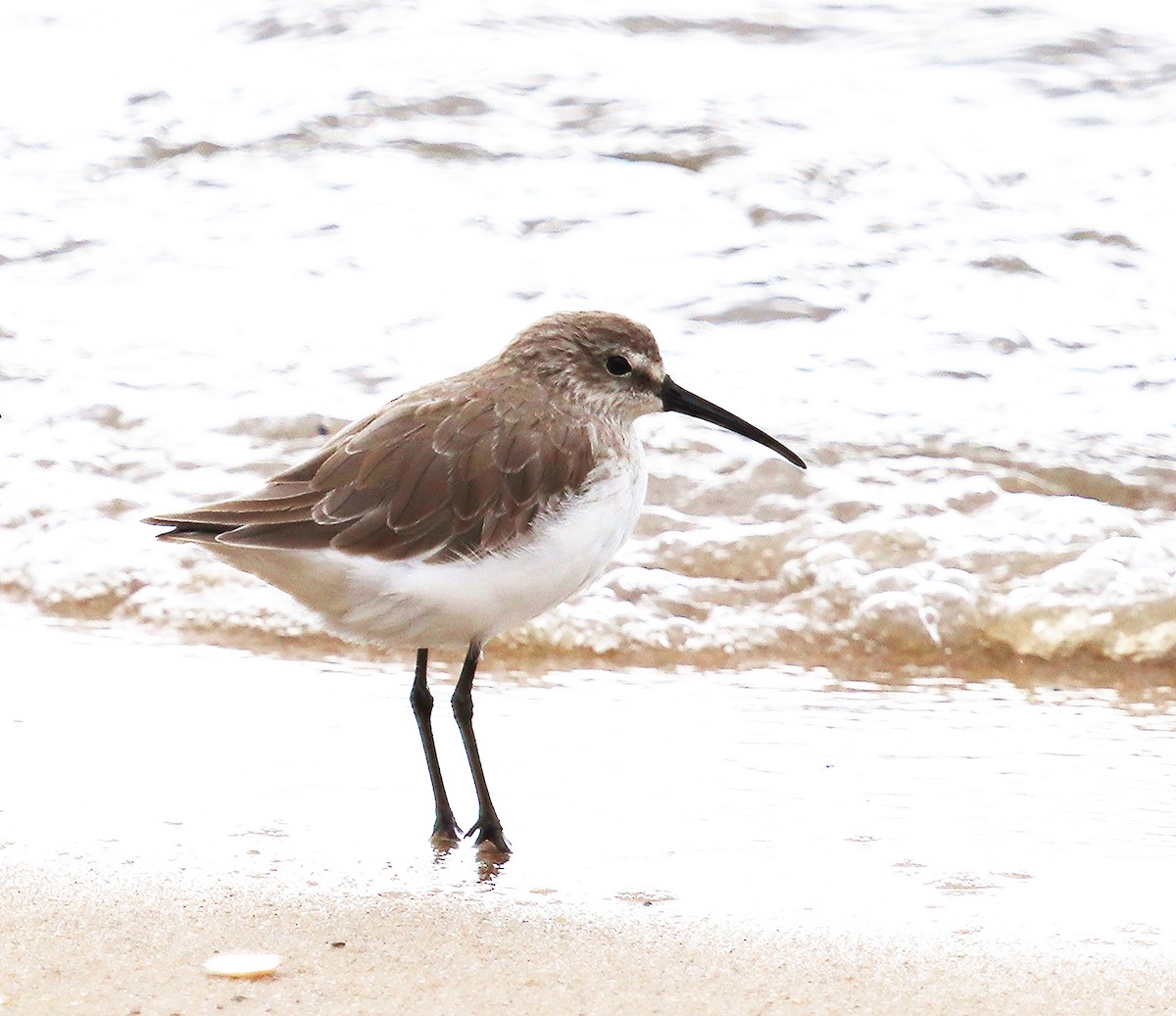 Curlew Sandpiper - ML294378391