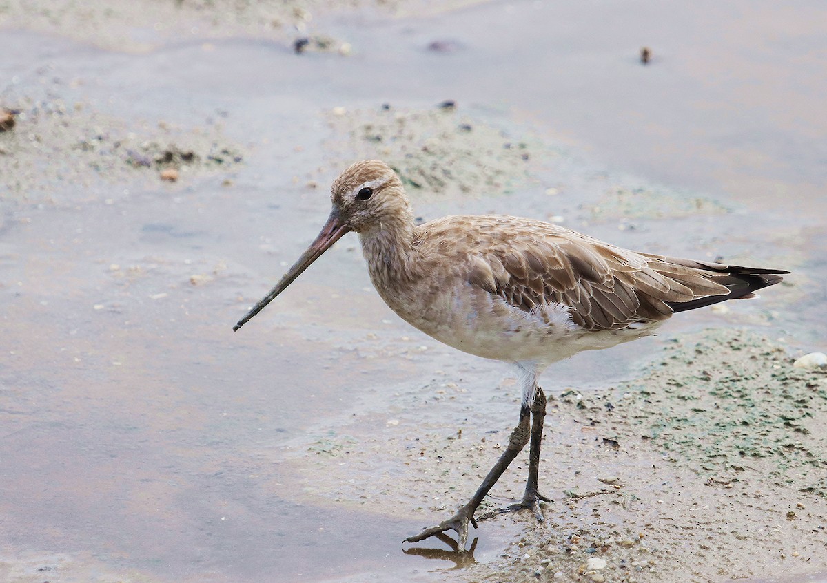 Bar-tailed Godwit - ML294379871