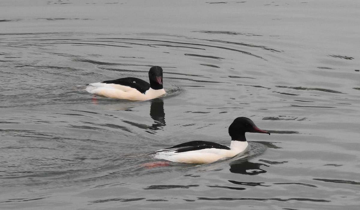 Common Merganser - ML294380141