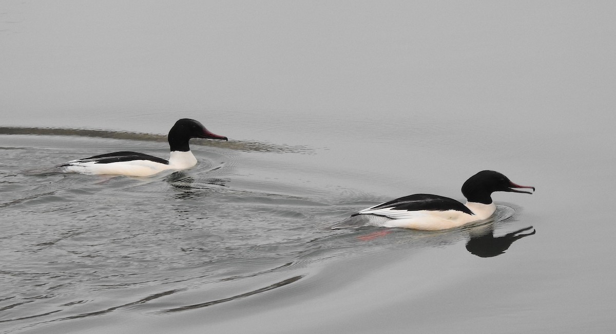 Common Merganser - Noam Markus