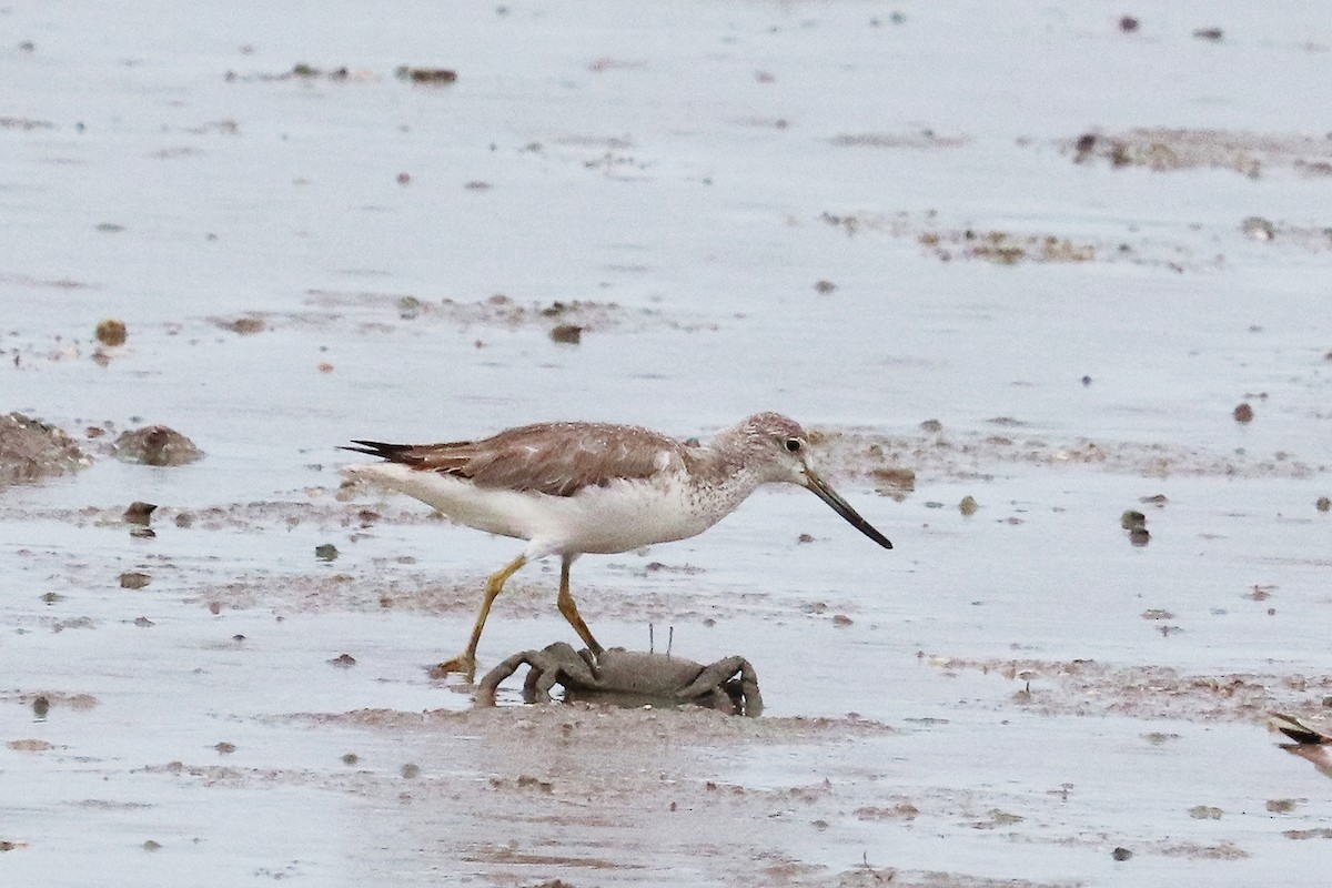 Nordmann's Greenshank - ML294381151
