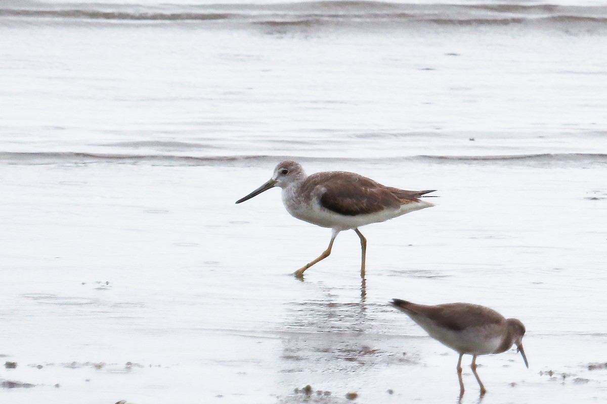 Nordmann's Greenshank - ML294381861