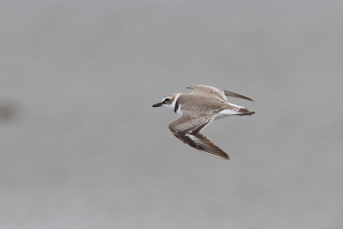 Wilson's Plover - Jesse Amesbury