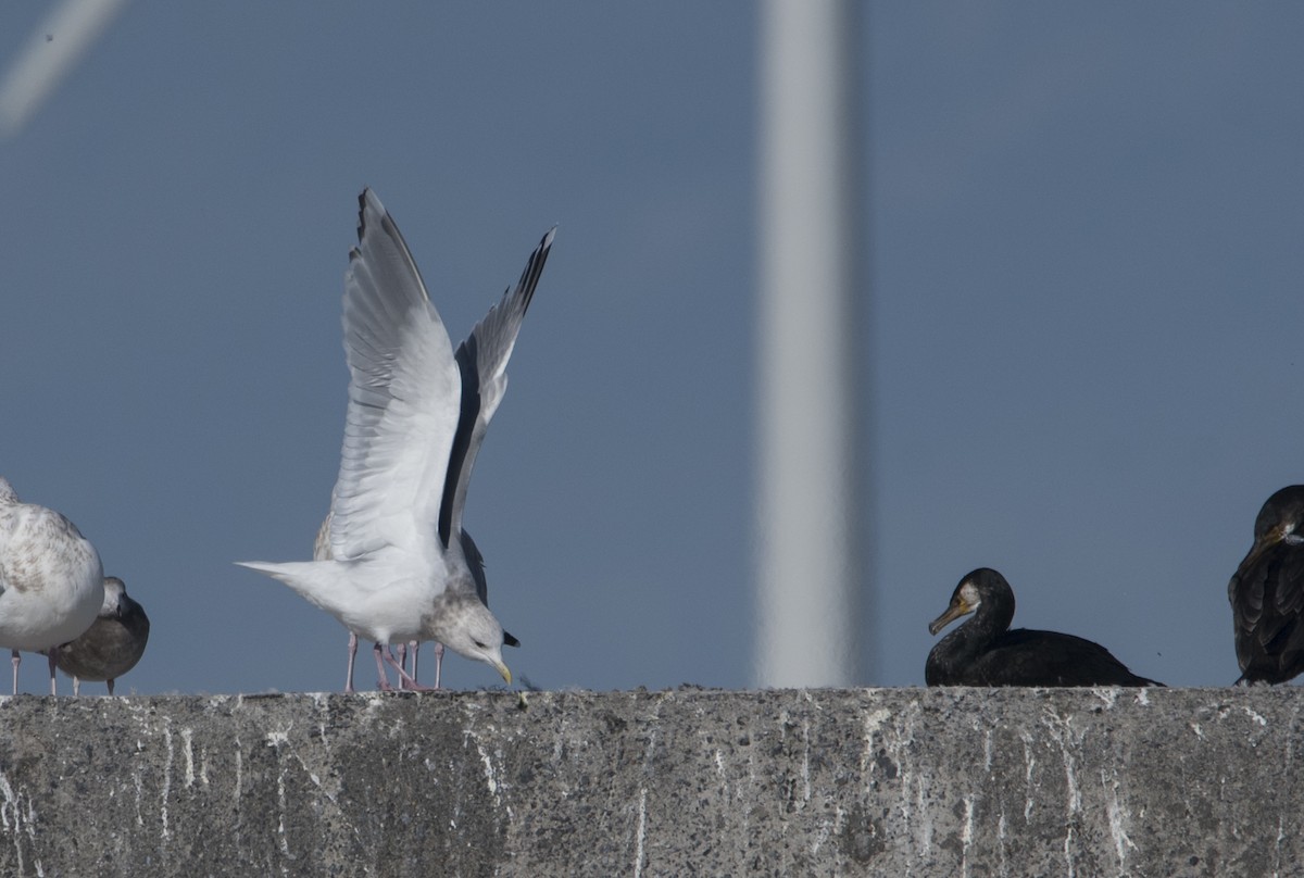 Iceland Gull (Thayer's) - ML294382091