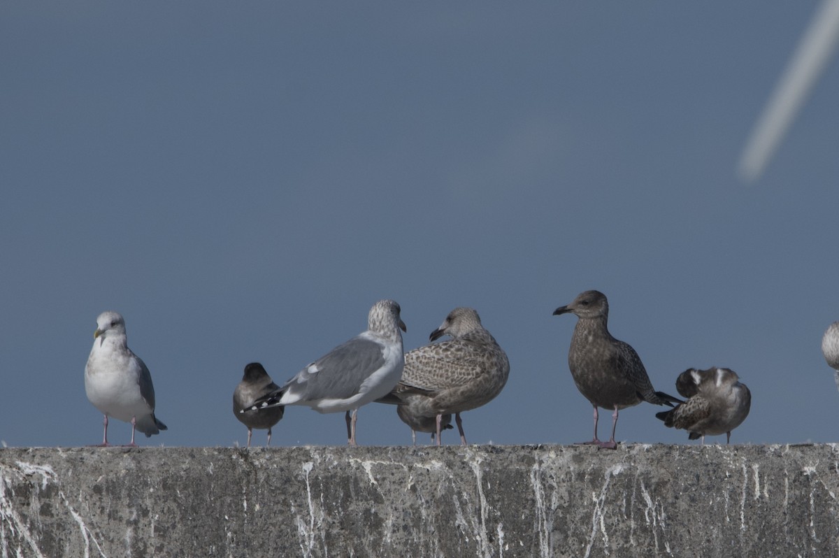 Larus sp. - Observador de Aves