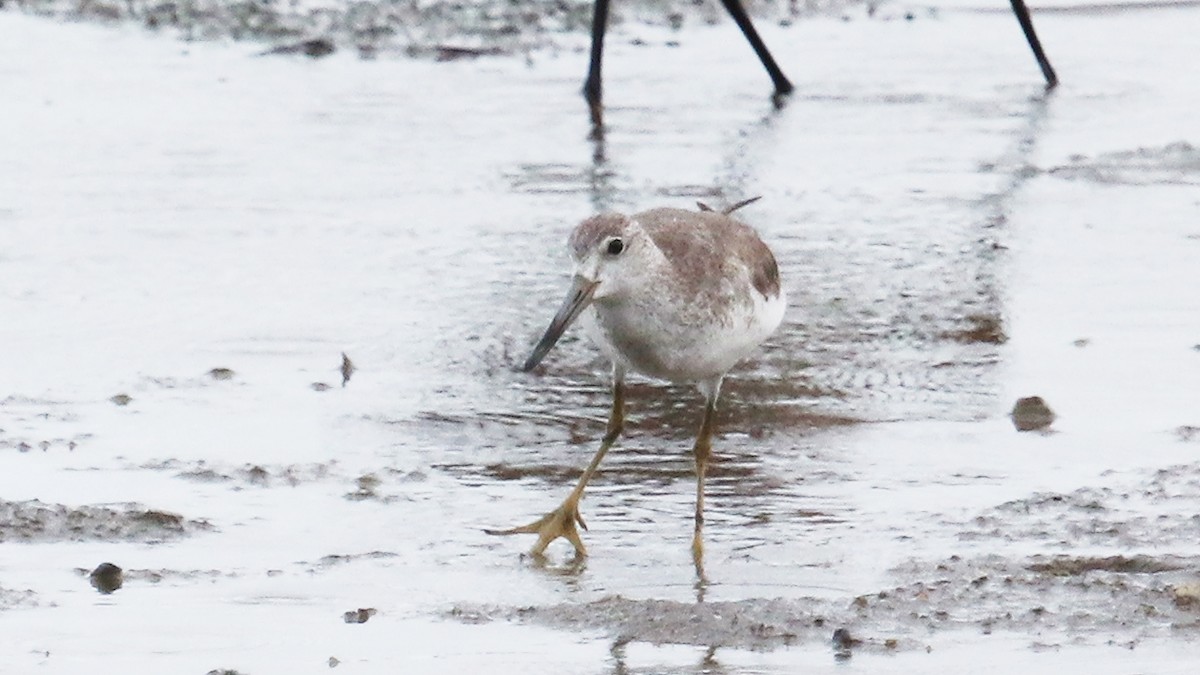 Nordmann's Greenshank - ML294382291