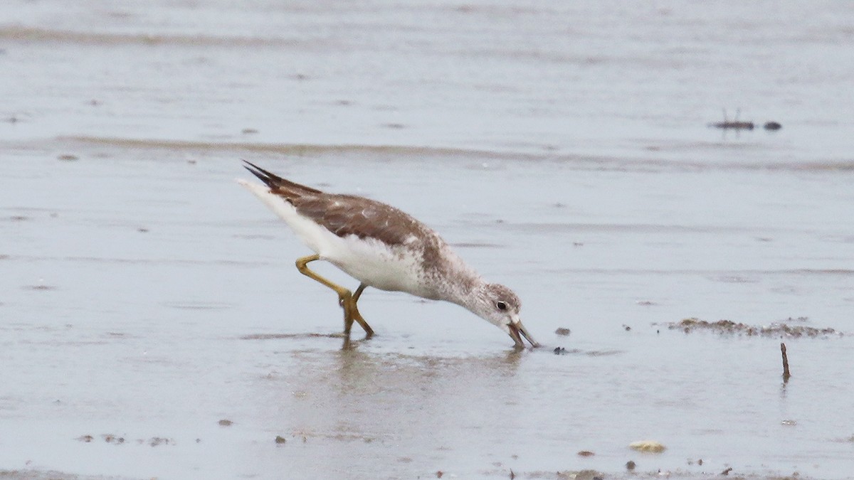 Nordmann's Greenshank - ML294382431