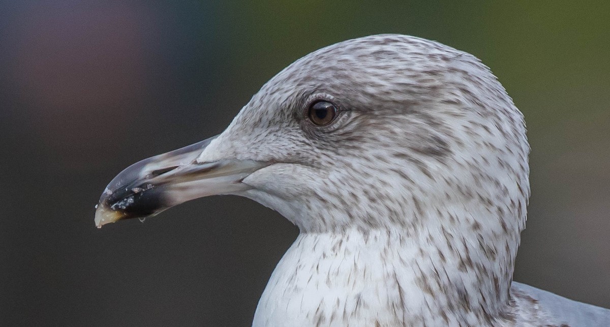 Yellow-legged Gull - Francisco Pires