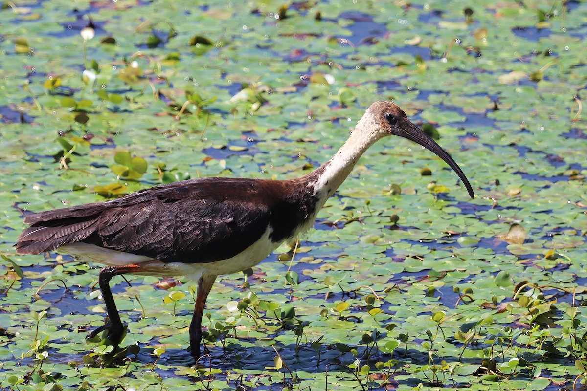 Straw-necked Ibis - ML294384571