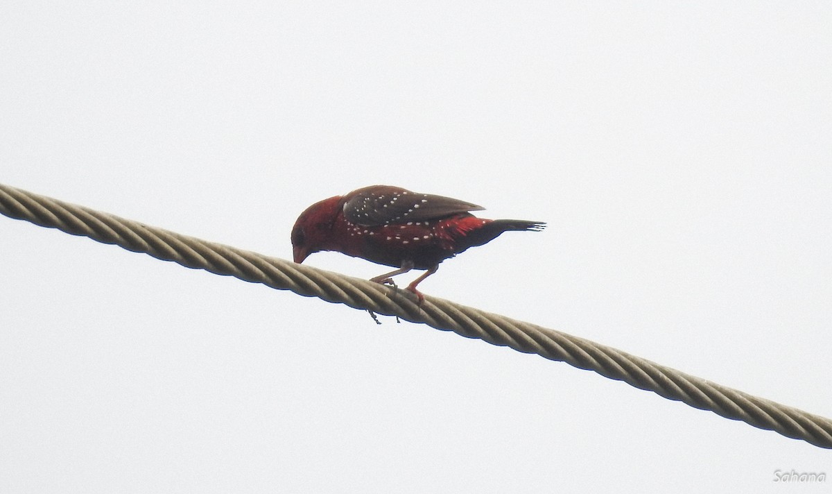 Bengalí Rojo - ML294386351