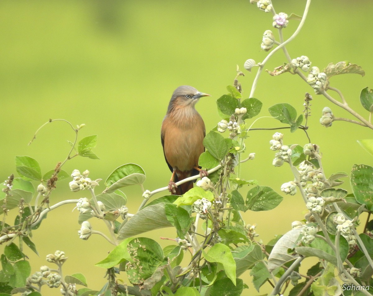 Chestnut-tailed Starling - ML294386391