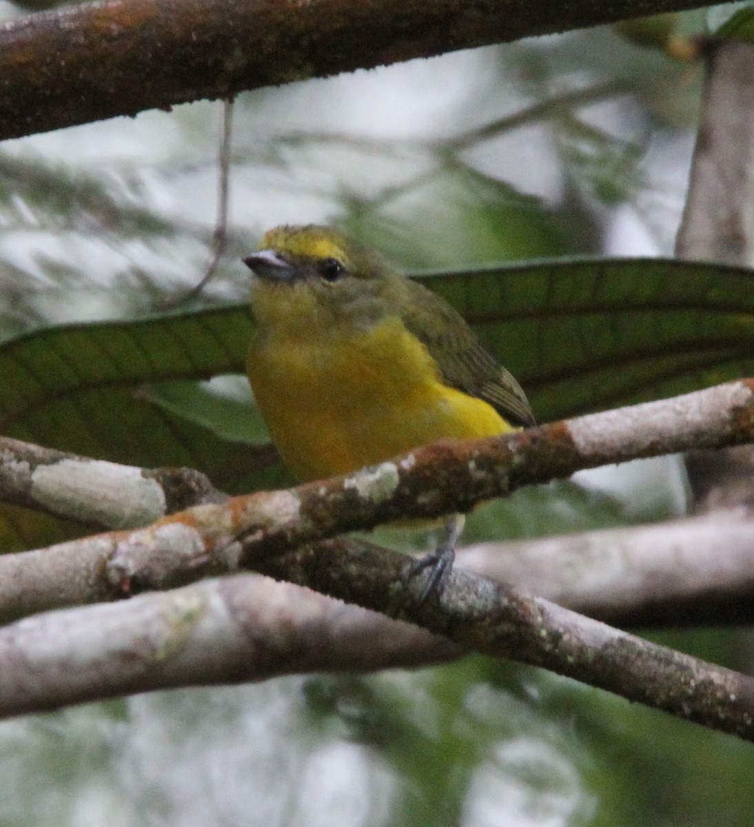 Violaceous Euphonia - ML294389681