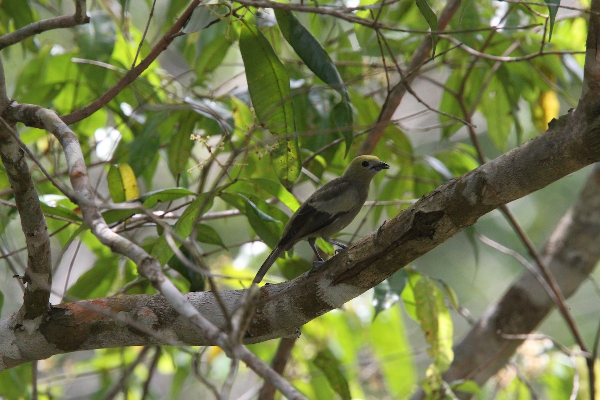 Palm Tanager - ML294389751