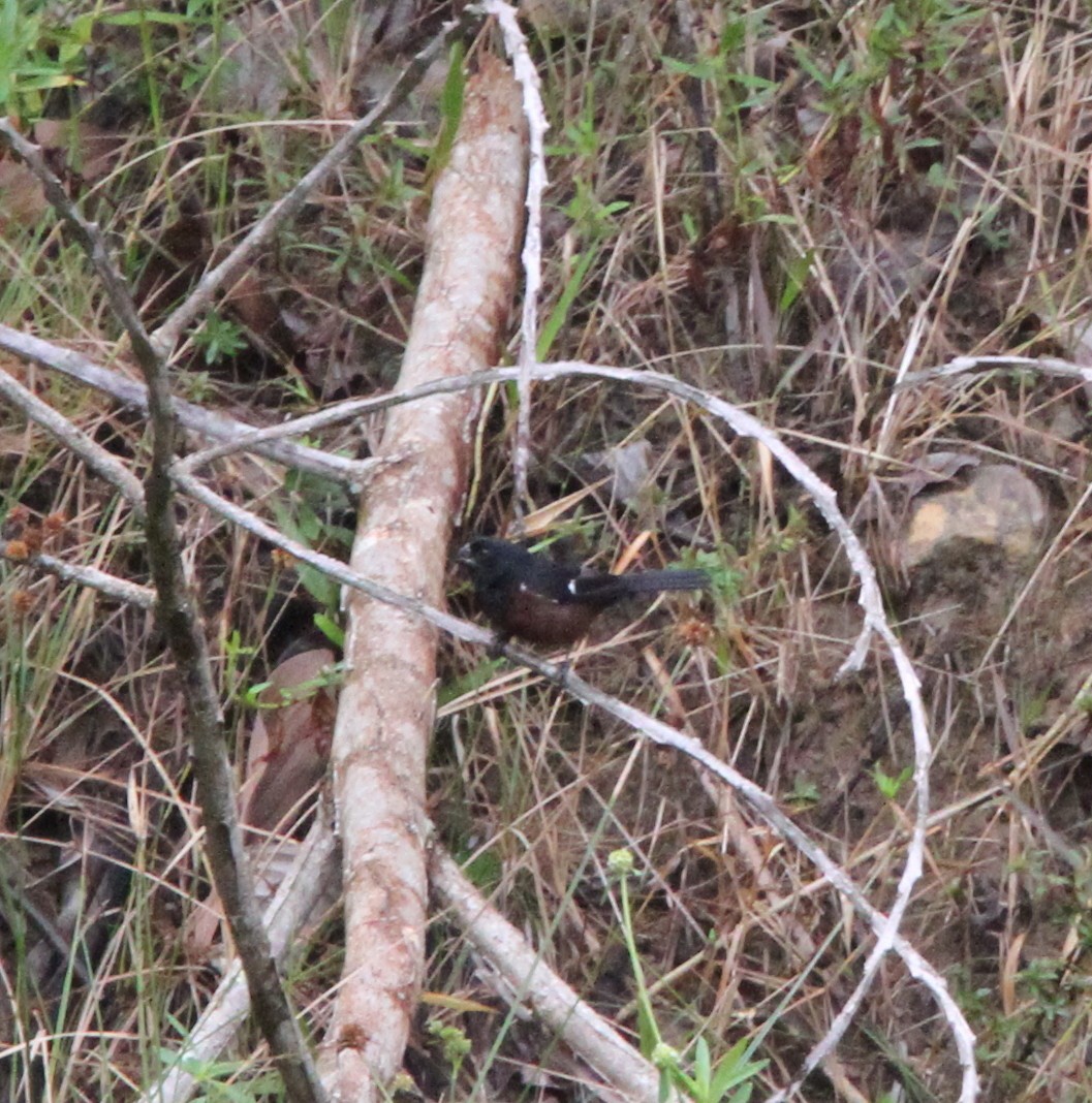 Chestnut-bellied Seed-Finch - ML294389841