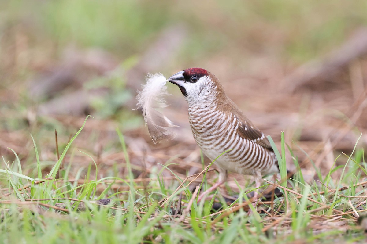 Plum-headed Finch - Ged Tranter