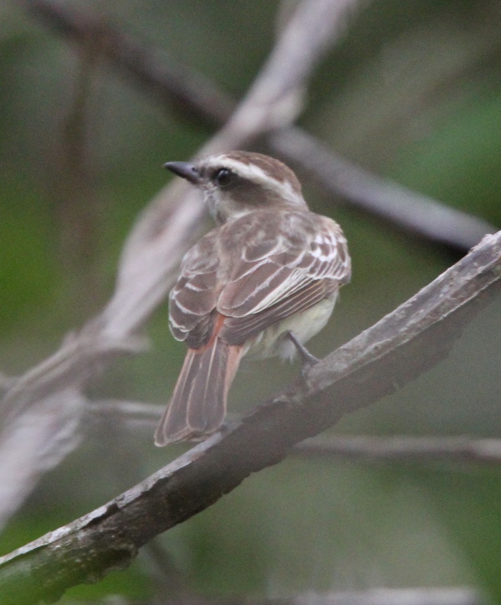 Variegated Flycatcher - ML294390281