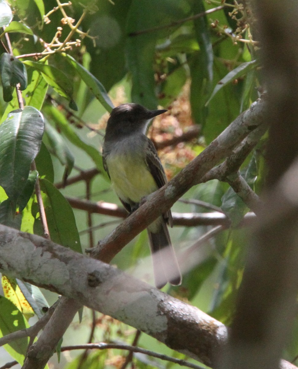 Dusky-capped Flycatcher - ML294390341