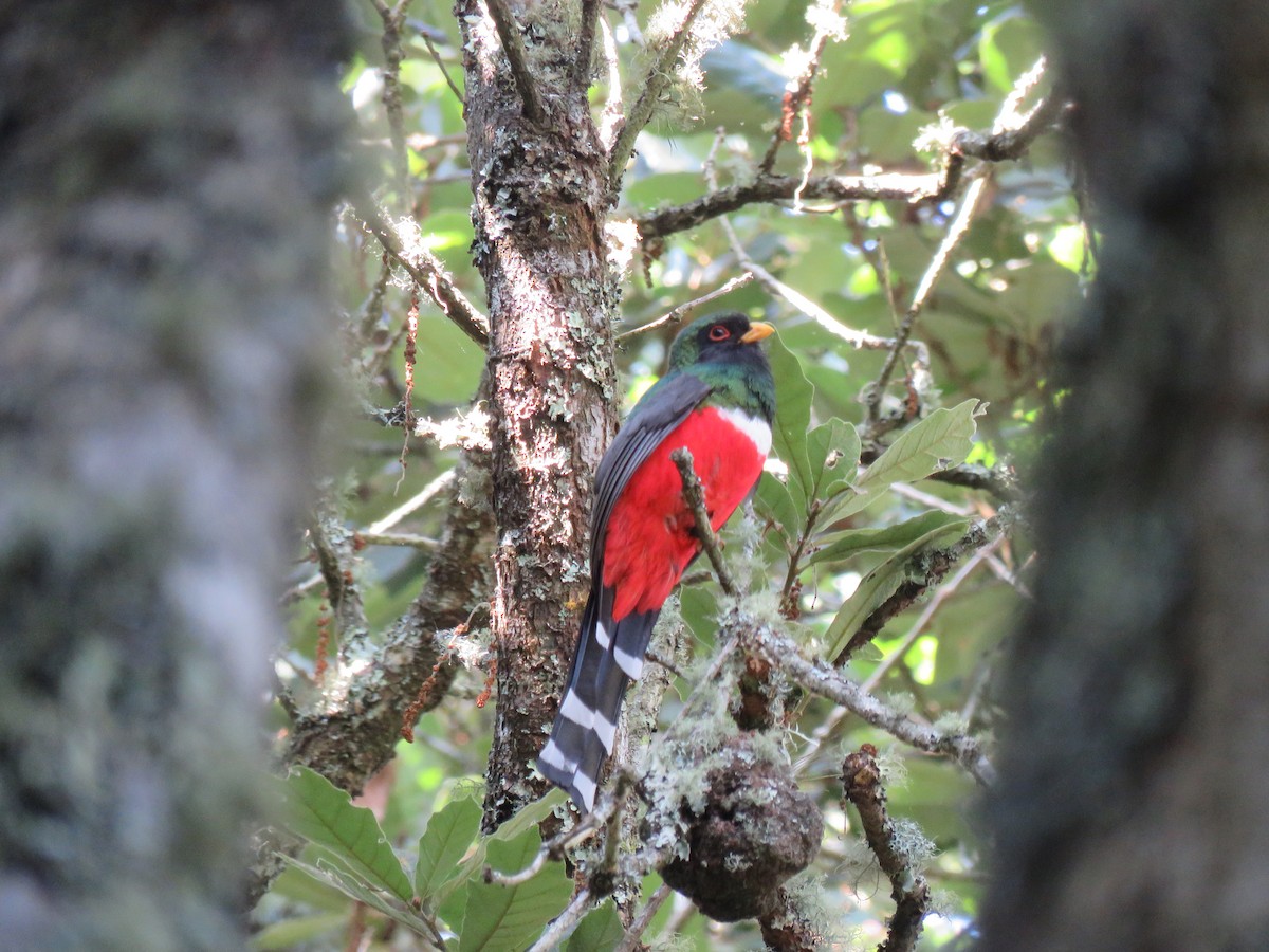 Mountain Trogon - Jan Hansen
