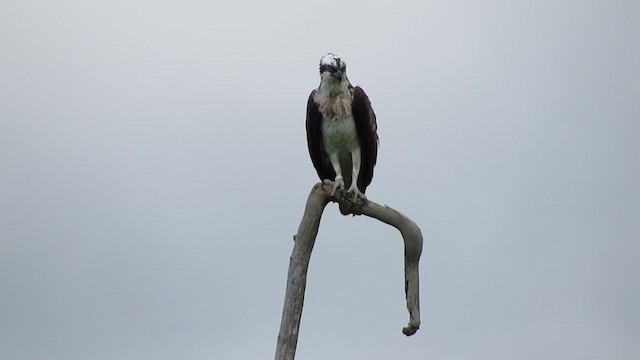 Águila Pescadora - ML294391091