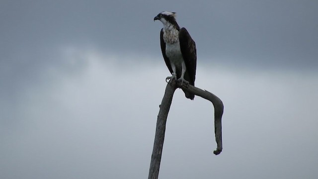 Águila Pescadora - ML294391251