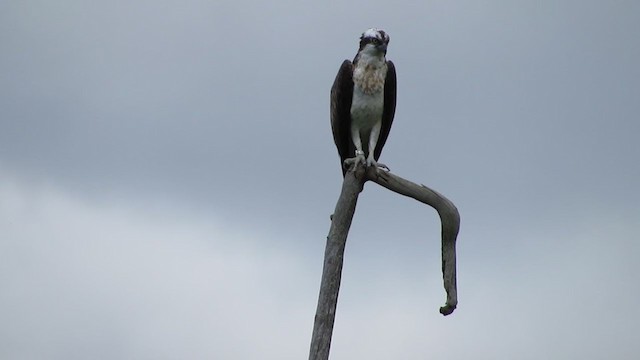 Águila Pescadora - ML294391311