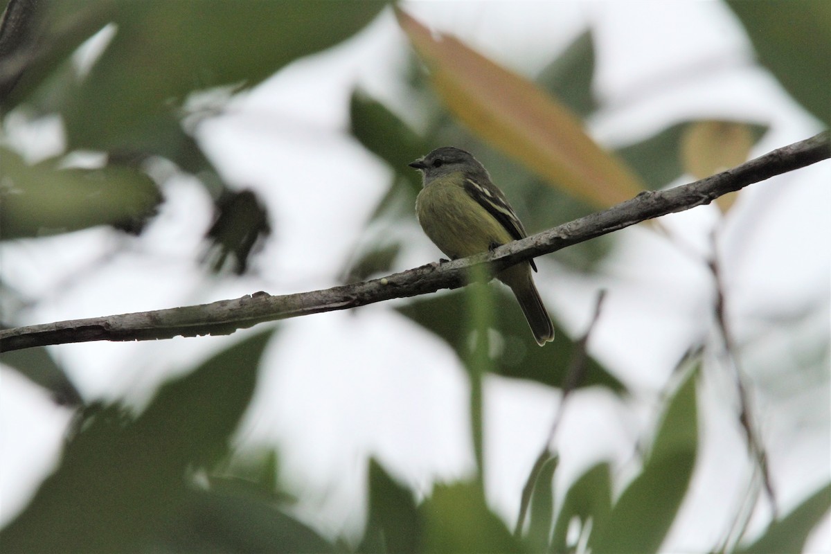 Yellow-crowned Tyrannulet - ML294392101