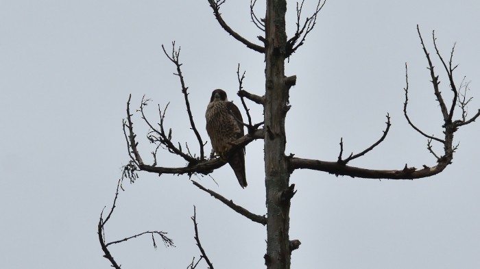 Lanner Falcon - ML294392581