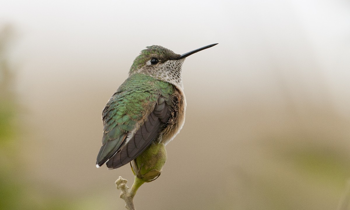 Broad-tailed Hummingbird - Brian Sullivan