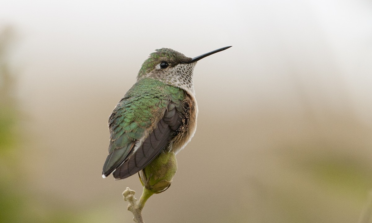Broad-tailed Hummingbird - ML29439441