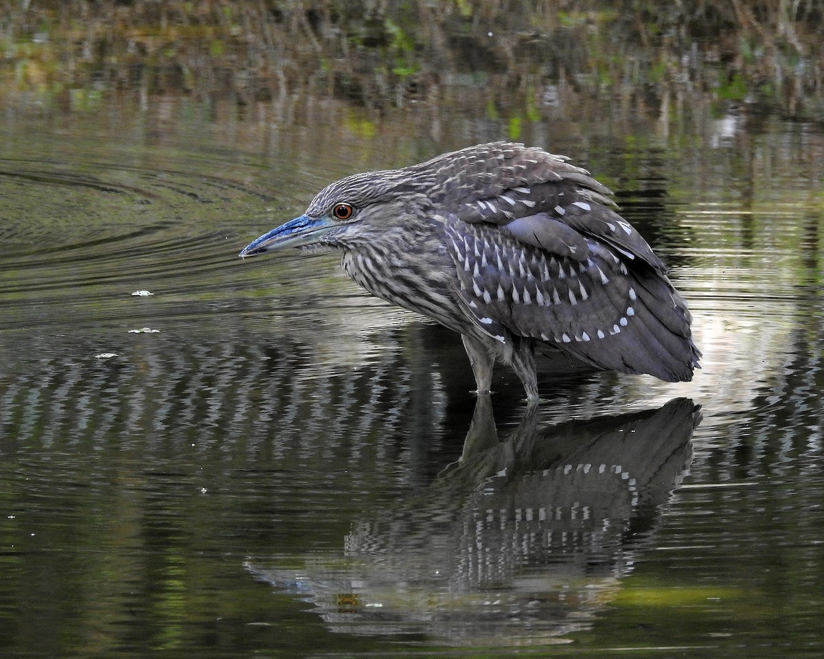 Black-crowned Night Heron - ML294395731