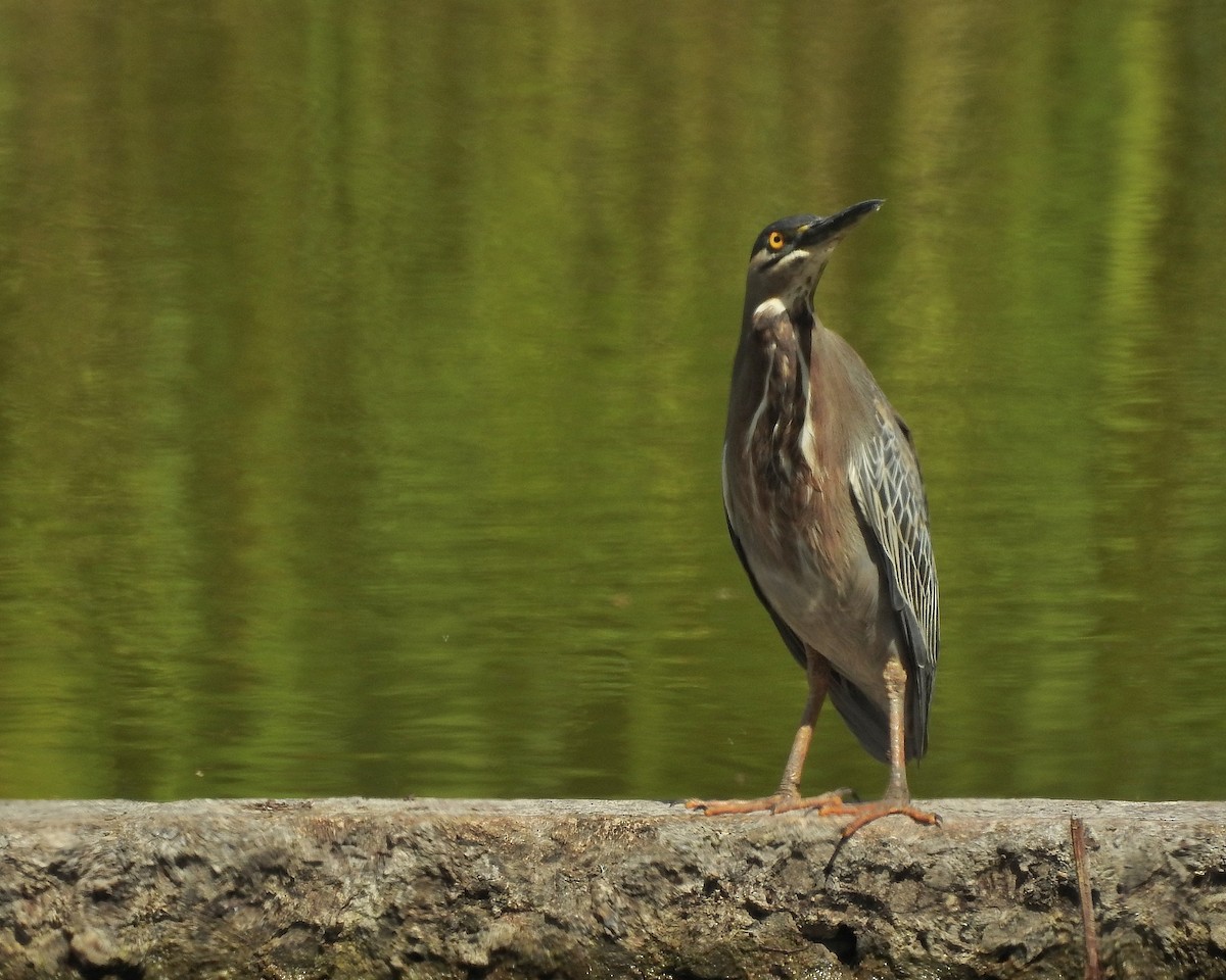 Striated Heron - ML294396051