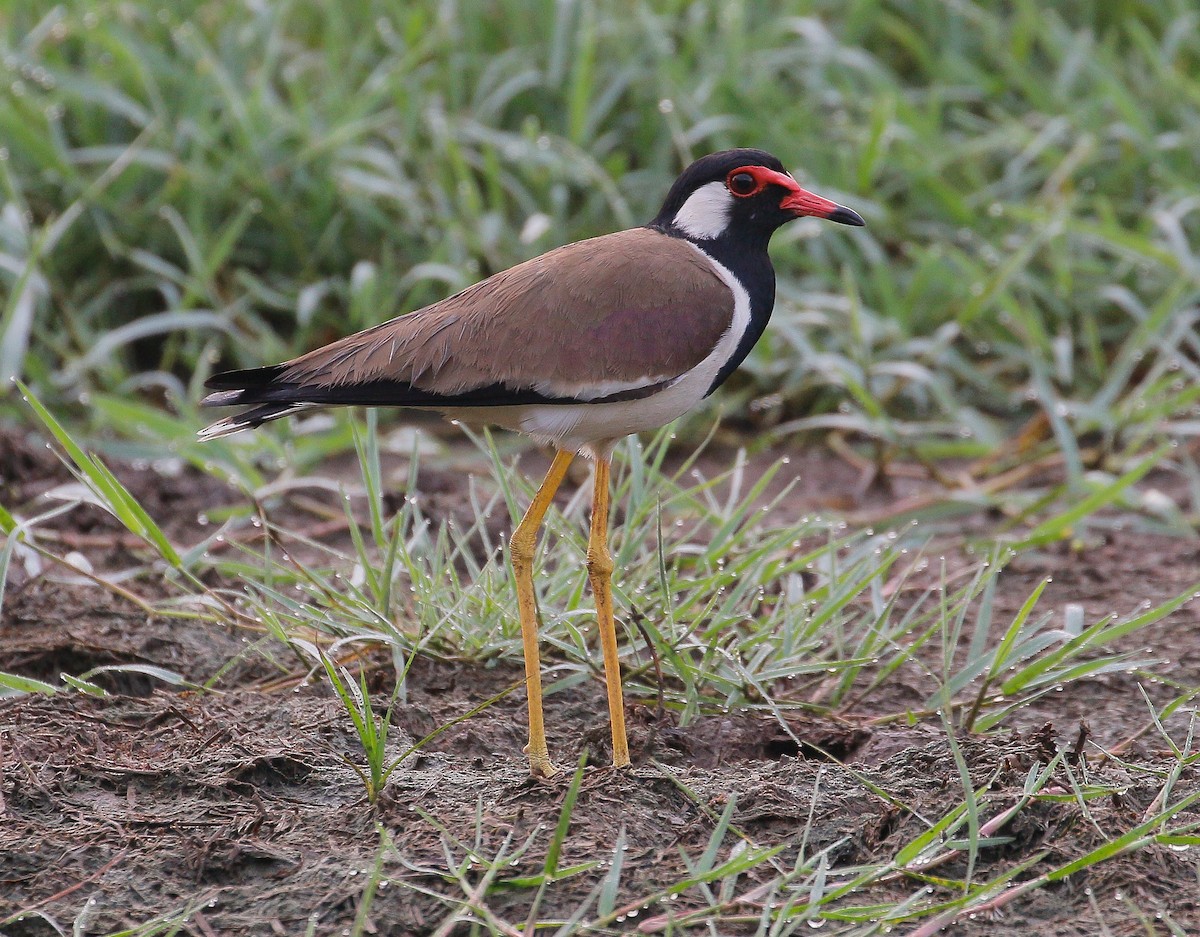 Red-wattled Lapwing - ML294396151