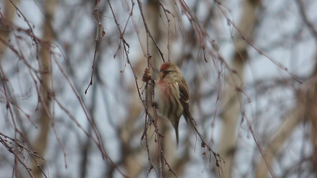 Lesser Redpoll - ML294396731