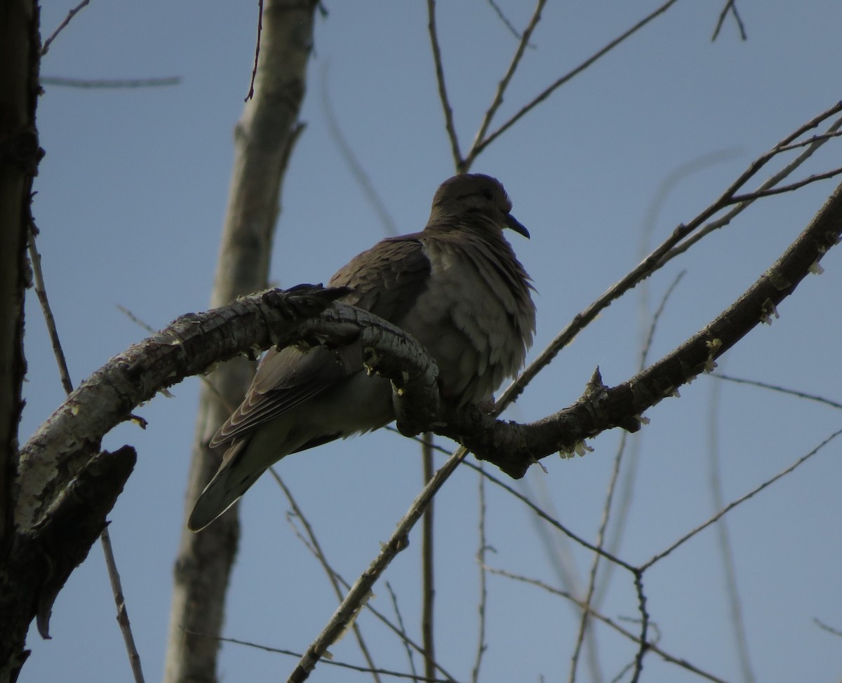 Eared Dove - ML294396951