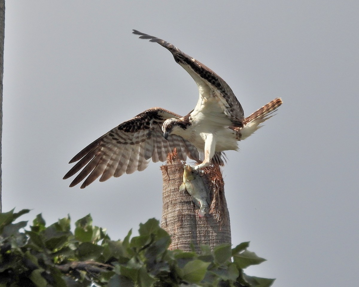 Águila Pescadora - ML294397491