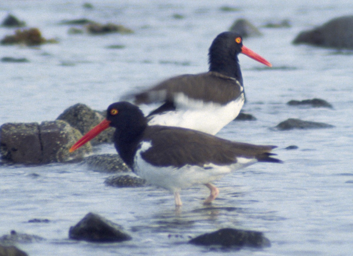 American Oystercatcher - ML294397711