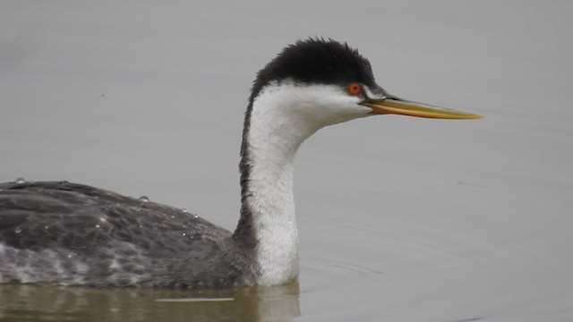 Western/Clark's Grebe - ML294398101