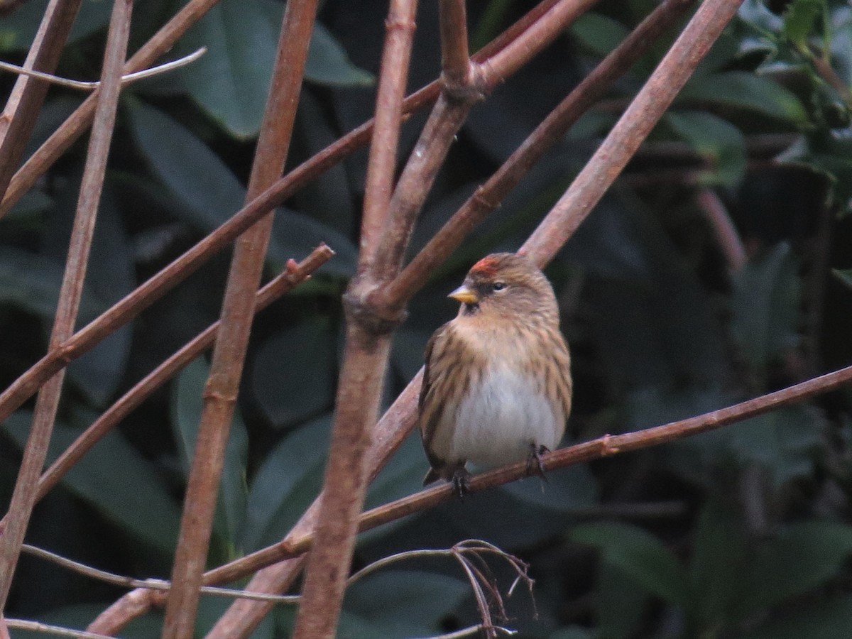 Lesser Redpoll - ML294398251