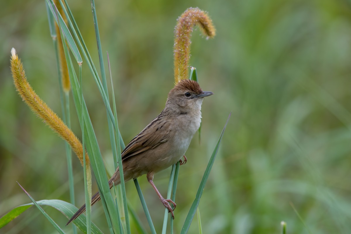 Tawny Grassbird - ML294398571